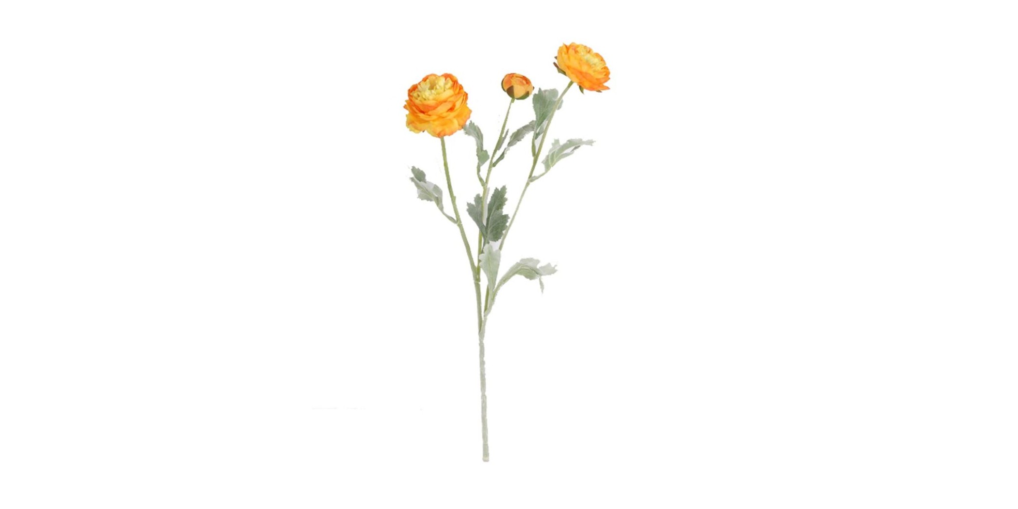Flower Sicilian Lotus Yellow Height 60cm