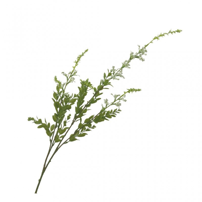 Flower Sage White Height 85cm Flower Sage White Height 85cm