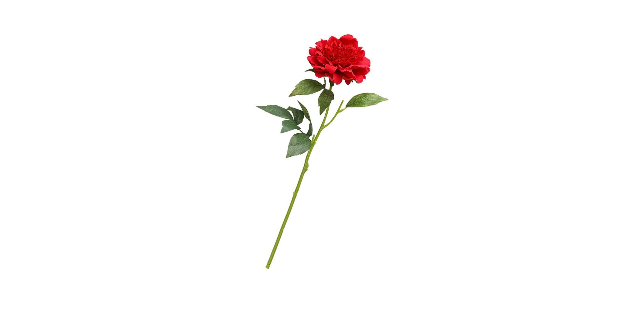 Flower Single Peony Red Height 55cm