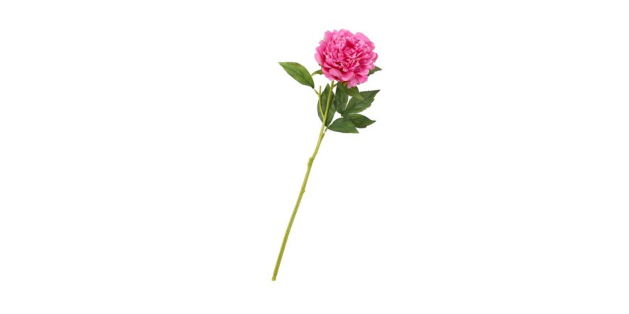 Flower Single Peony Pink Height 55cm