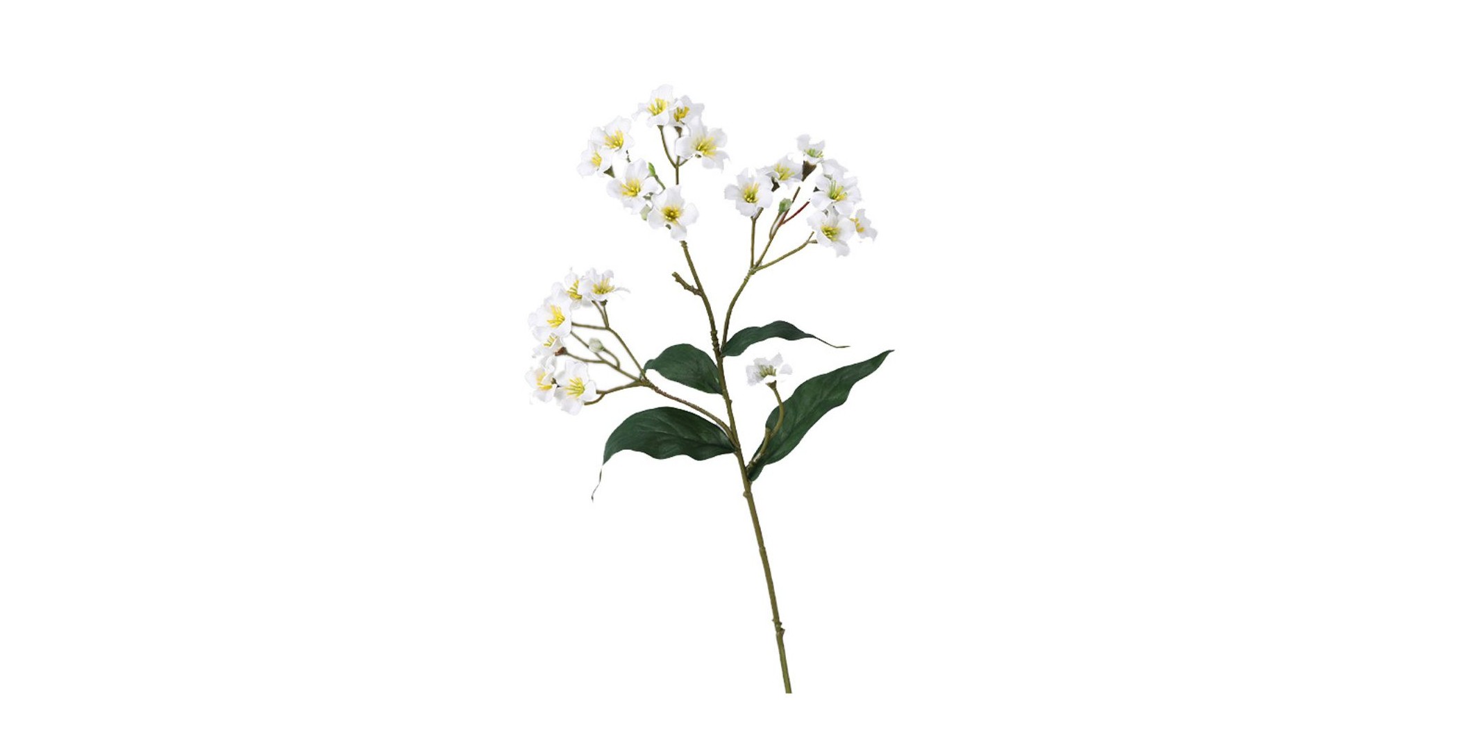 Flower Aegiceras White Height 45cm